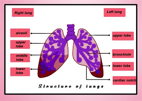 what are lungs similar to